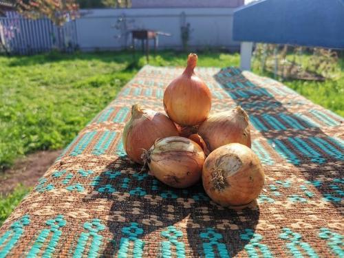 Как хранить морковь в луковой шелухе. Как правильно сохранить морковь на зиму в домашних условиях 06 Как хранить морковь в луковой шелухе. Как правильно сохранить морковь на зиму в домашних условиях 06