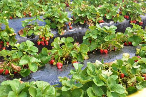 Подготовить грядку под клубнику в августе. Почему нужно высаживать клубнику в августе