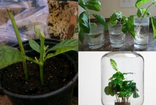 Выращивание кофе в домашних условиях. Уход за растением 04