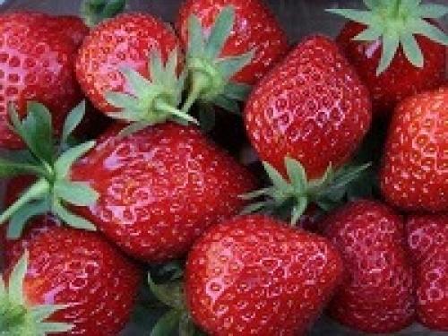 Подготовить грядку под клубнику в августе. Почему нужно высаживать клубнику в августе