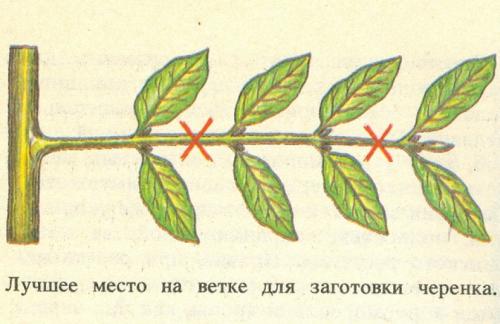 Выращивание кофе в домашних условиях. Уход за растением 03