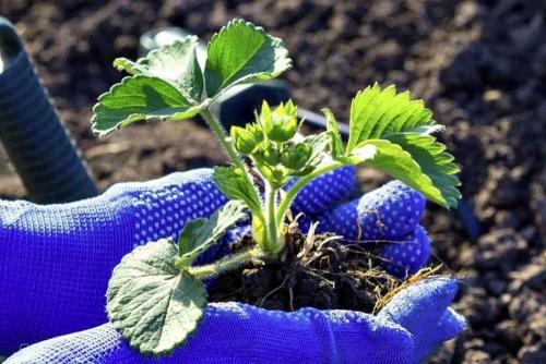 Подготовить грядку под клубнику в августе. Почему нужно высаживать клубнику в августе