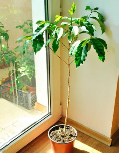 Почва для кофейного дерева в домашних условиях. Ph почвы для кофейного дерева. Почва и дренаж