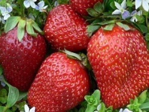 Подготовить грядку под клубнику в августе. Почему нужно высаживать клубнику в августе