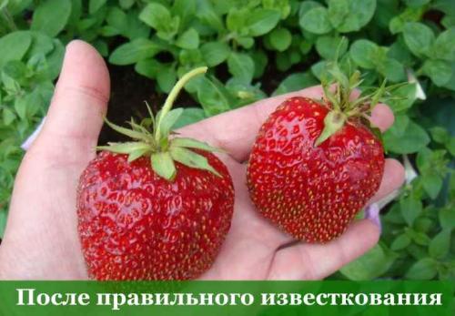 Подготовка грядки под клубнику. Подготовка почвы для грядки