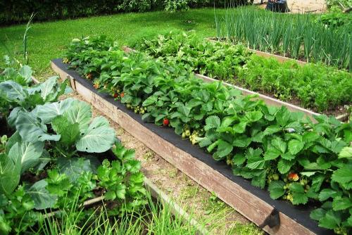 Подготовить грядку под клубнику в августе. Почему нужно высаживать клубнику в августе