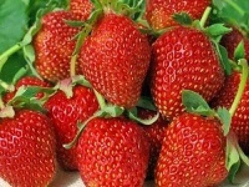 Подготовить грядку под клубнику в августе. Почему нужно высаживать клубнику в августе