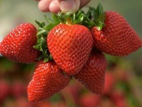 Подготовить грядку под клубнику в августе. Почему нужно высаживать клубнику в августе