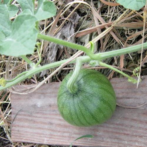 Страны-лидеры по выращиванию арбузов. История происхождения арбуза 12