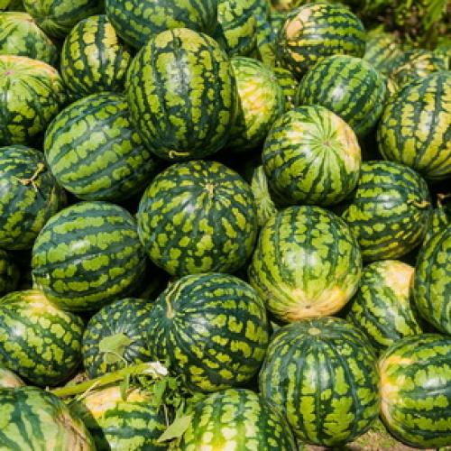 Страны-лидеры по выращиванию арбузов. История происхождения арбуза 09