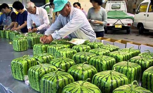 Страны-лидеры по выращиванию арбузов. История происхождения арбуза 03