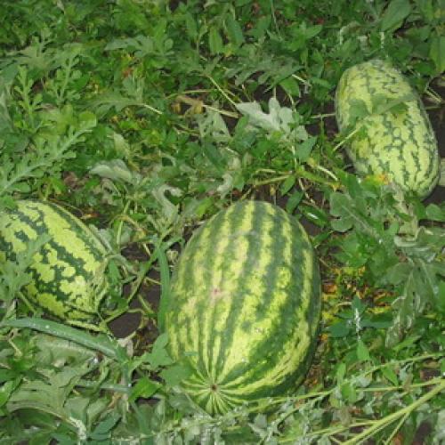 Страны-лидеры по выращиванию арбузов. История происхождения арбуза 10