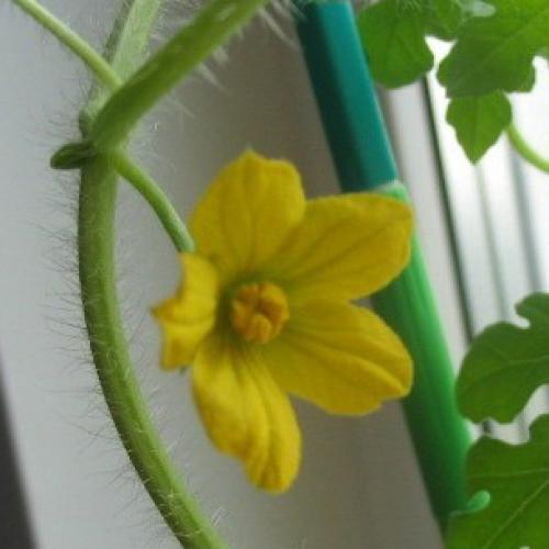 Страны-лидеры по выращиванию арбузов. История происхождения арбуза 14