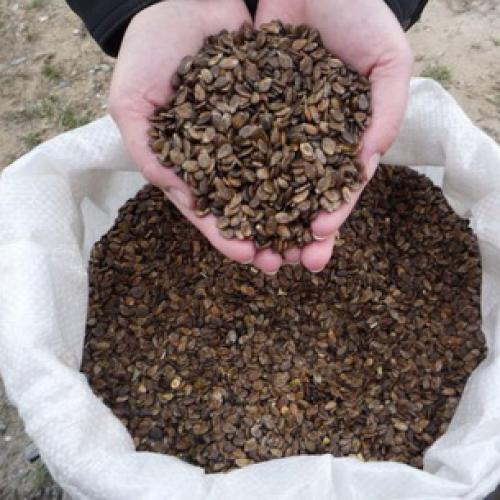 Страны-лидеры по выращиванию арбузов. История происхождения арбуза 18