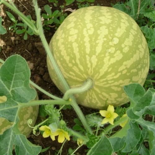 Страны-лидеры по выращиванию арбузов. История происхождения арбуза 13