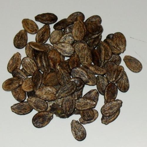 Страны-лидеры по выращиванию арбузов. История происхождения арбуза 17