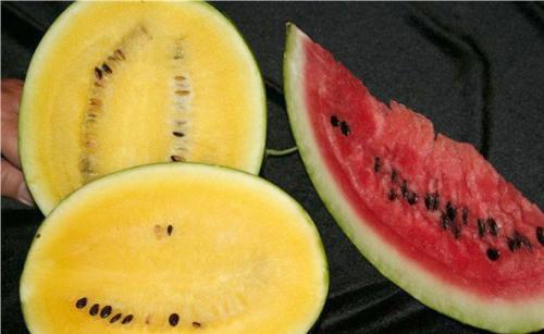 Страны-лидеры по выращиванию арбузов. История происхождения арбуза 02