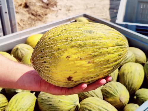 Где выращивают арбузы в россии. Два года работали в убыток