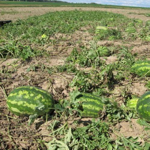 Страны-лидеры по выращиванию арбузов. История происхождения арбуза 11