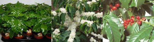 Как вырастить кофейное дерево своими руками дома. Как вырастить кофейное дерево дома 02