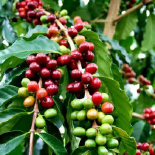 Как вырастить кофейное дерево своими руками дома. Как вырастить кофейное дерево дома