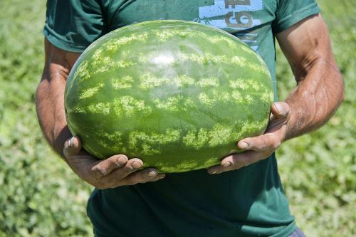 Дагестанские арбузы. Как выращивают арбузы в Дагестане