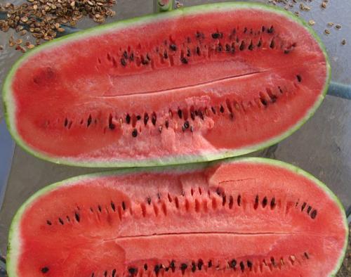 10 лучших сортов арбуза 2022 для теплицы и открытого грунта. Сорта арбузов для Подмосковья — ТОП-17 2022 года