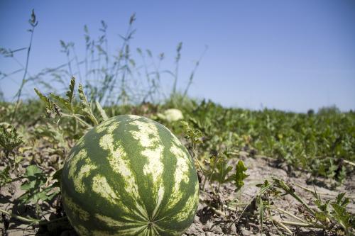 Дагестанские арбузы. Как выращивают арбузы в Дагестане