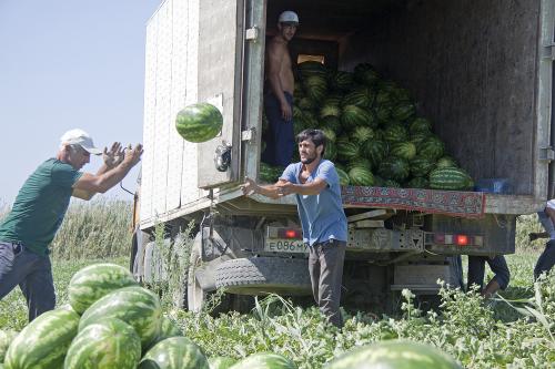 Дагестанские арбузы. Как выращивают арбузы в Дагестане
