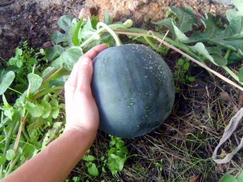 10 лучших сортов арбуза 2022 для теплицы и открытого грунта. Сорта арбузов для Подмосковья — ТОП-17 2022 года