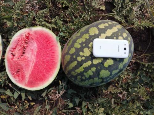 10 лучших сортов арбуза 2022 для теплицы и открытого грунта. Сорта арбузов для Подмосковья — ТОП-17 2022 года