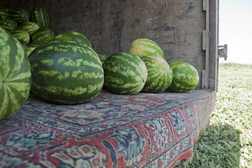 Дагестанские арбузы. Как выращивают арбузы в Дагестане