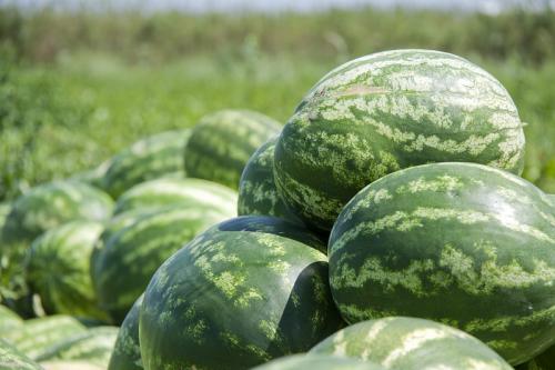 Дагестанские арбузы. Как выращивают арбузы в Дагестане