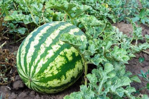 Арбузы в июле 2022. Красный и без нитратов: как выбрать арбуз в июле 2022 года – 5 важных советов