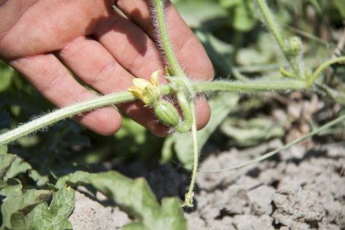 Дагестанские арбузы. Как выращивают арбузы в Дагестане