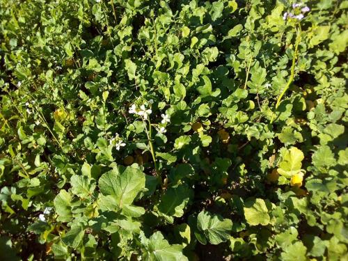 Какие сидераты лучше сеять осенью в теплице. Сидераты: посев в теплицу осенью