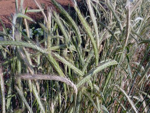 Какие сидераты лучше сеять осенью в теплице. Сидераты: посев в теплицу осенью 03