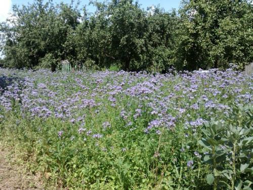 Какие сидераты лучше сеять осенью в теплице. Сидераты: посев в теплицу осенью