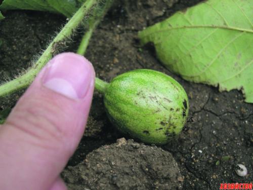 Выращивание арбузов на шпалере. Арбуз в теплице – вот так диво