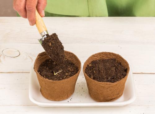 Как выращивать бахевые в домашних условиях. Как вырастить хорошую рассаду арбузов дома: сроки посева, грунт, условия выращивания