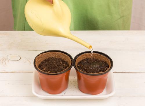 Как выращивать бахевые в домашних условиях. Как вырастить хорошую рассаду арбузов дома: сроки посева, грунт, условия выращивания