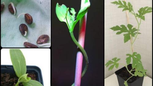 Как вырастить арбуз дома в горшке. Как вырастить арбуз дома из косточки: пошаговая инструкция