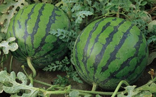 Как вырастить арбузы на огороде. Как правильно вырастить арбуз на даче