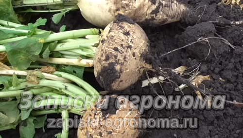 Репа посадка под зиму. Когда сажать репу в открытый грунт
