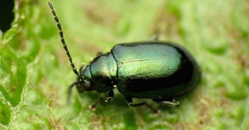 Репа посадка под зиму. Когда сажать репу в открытый грунт