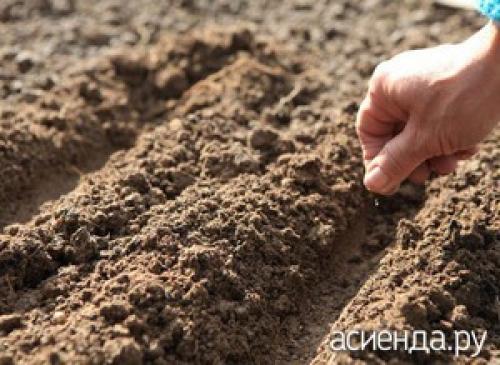 Когда сажать репу на зиму. Подзимний посев репы