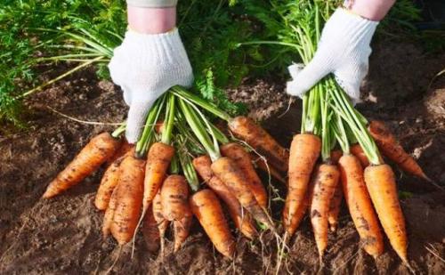 Как определить, когда убирать морковь на хранение в различных регионах