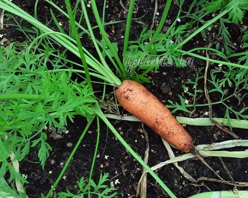 Как определить, когда убирать морковь на хранение в различных регионах