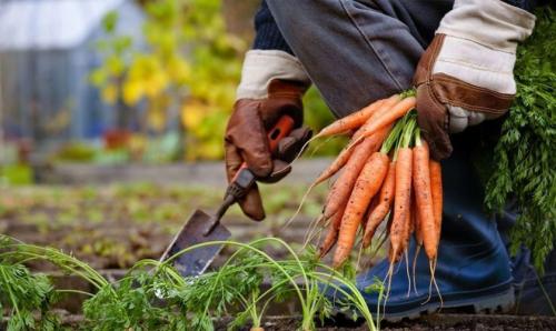 Как определить, когда убирать морковь на хранение в различных регионах