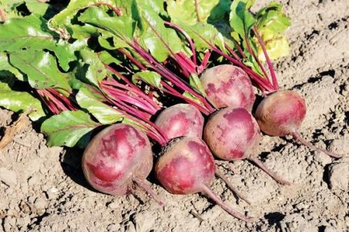 Когда убирать свеклу. Когда нужно проводить уборку свеклы?